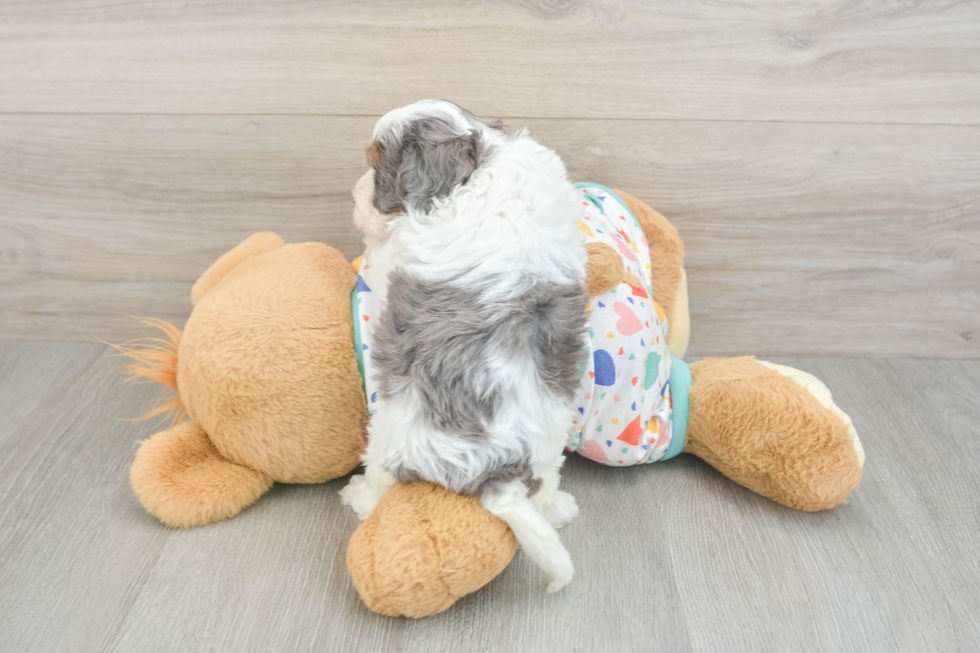 Popular Cavapoo Poodle Mix Pup