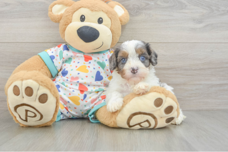 Playful Cavapoodle Poodle Mix Puppy