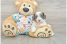 Playful Cavapoodle Poodle Mix Puppy