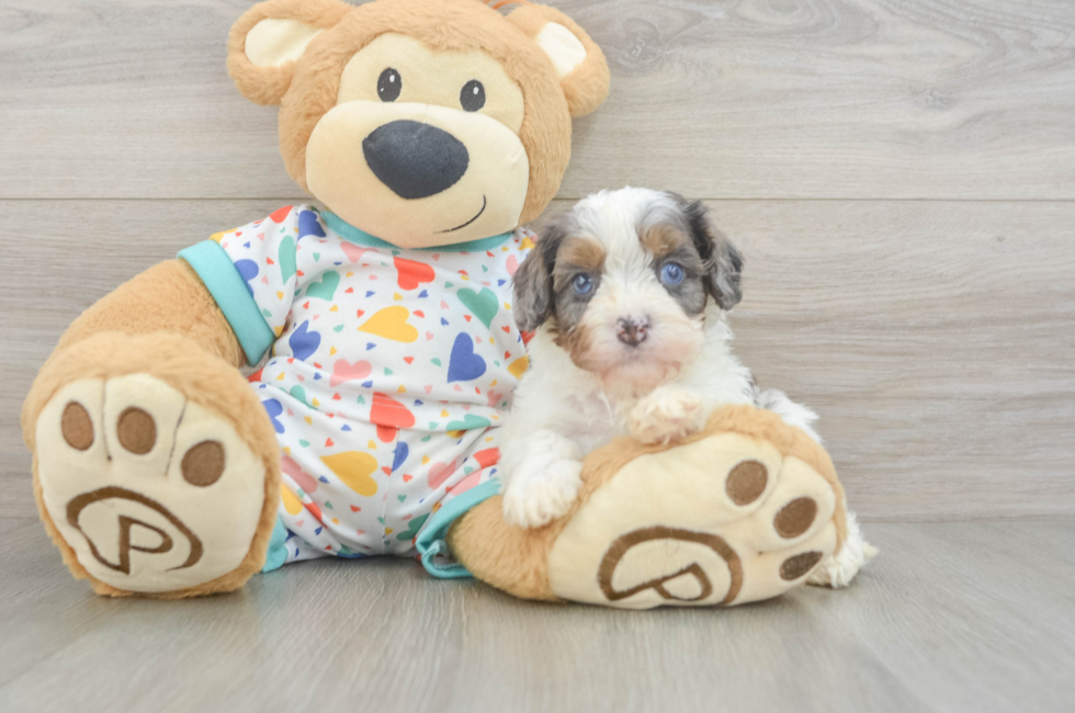 5 week old Cavapoo Puppy For Sale - Pilesgrove Pups