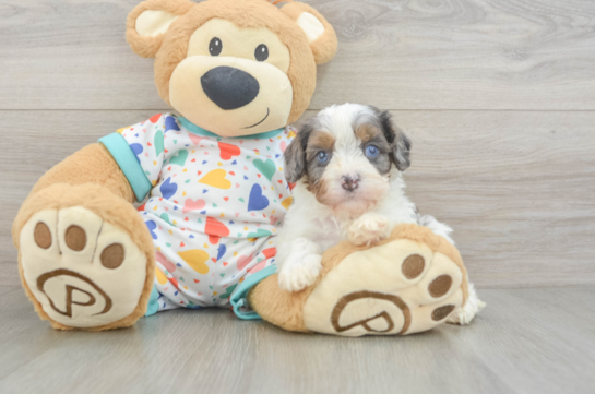 Playful Cavapoodle Poodle Mix Puppy