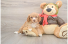 Cavapoo Puppy for Adoption