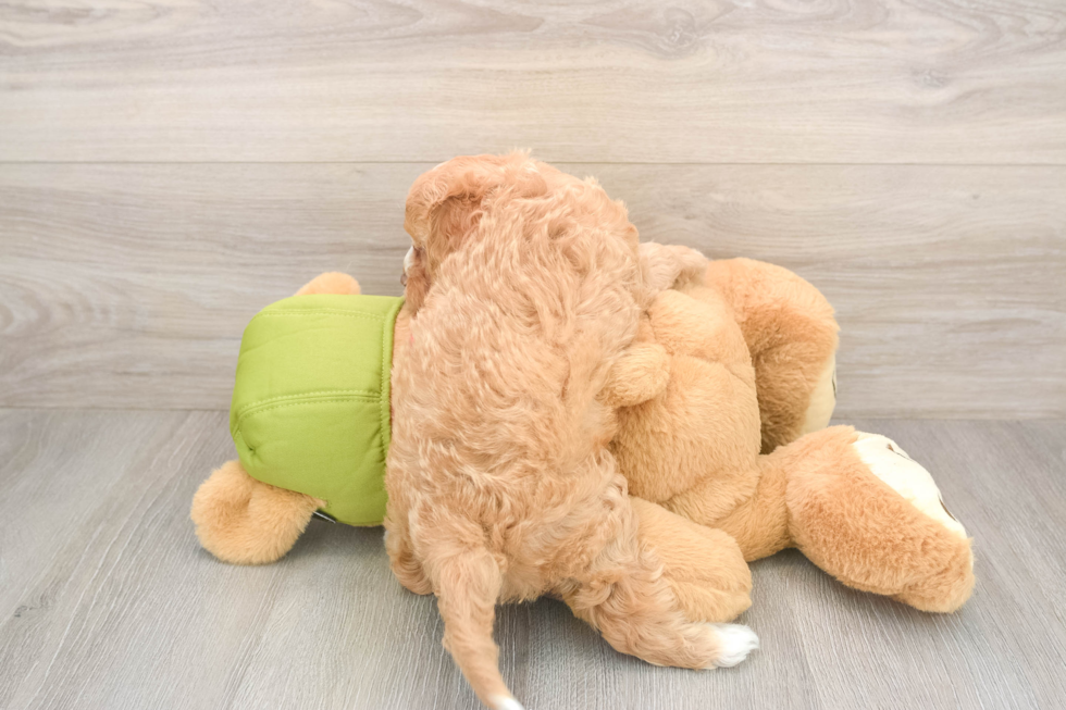 Popular Cavapoo Poodle Mix Pup