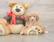 7 week old Cavapoo Puppy For Sale - Pilesgrove Pups