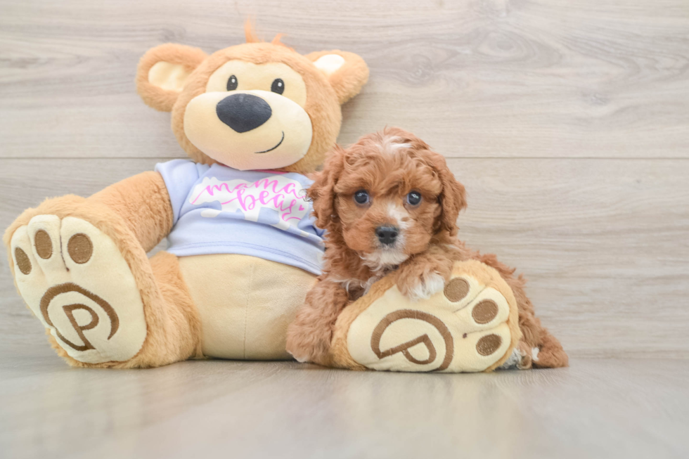Little Cavipoo Poodle Mix Puppy