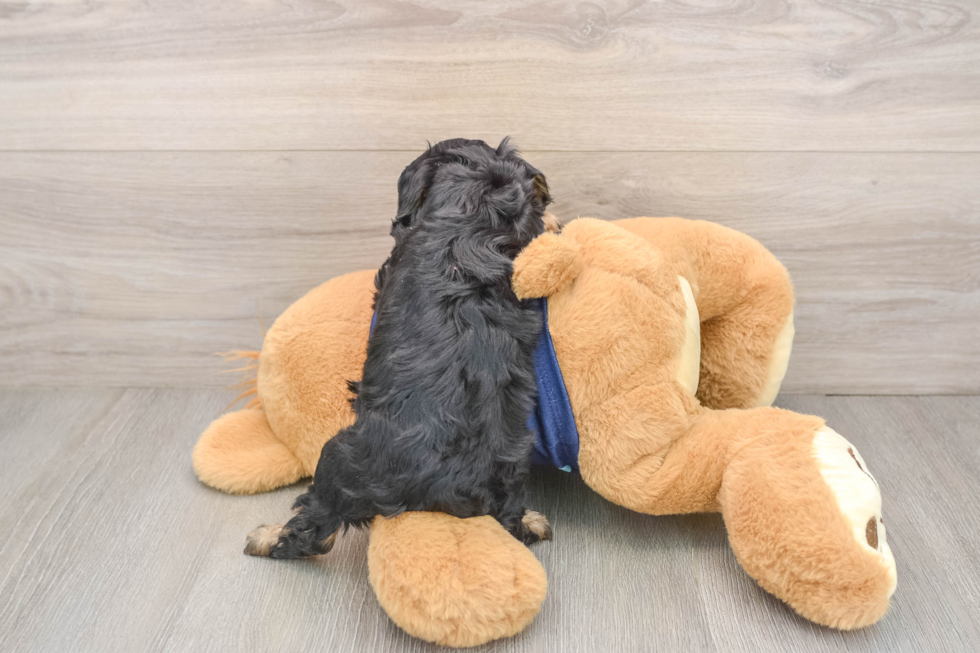 Funny Cavapoo Poodle Mix Pup
