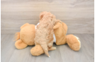 Happy Cavapoo Baby