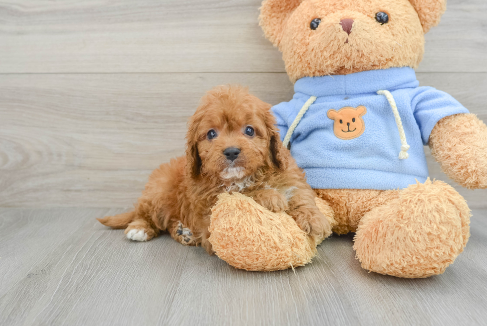 Hypoallergenic Cavadoodle Poodle Mix Puppy