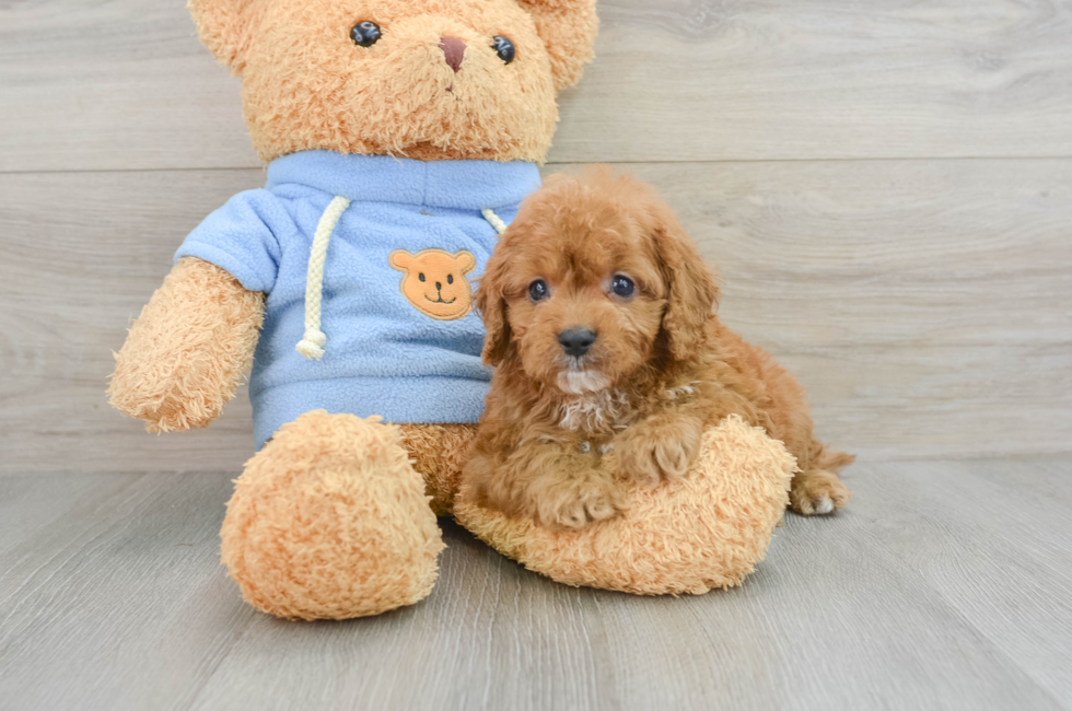 7 week old Cavapoo Puppy For Sale - Pilesgrove Pups