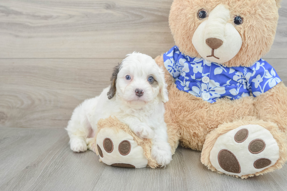 Fluffy Cavapoo Poodle Mix Pup