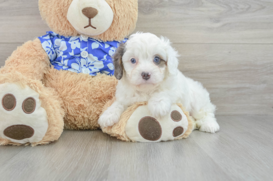 Cavapoo Pup Being Cute