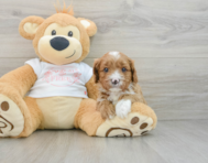 7 week old Cavapoo Puppy For Sale - Pilesgrove Pups