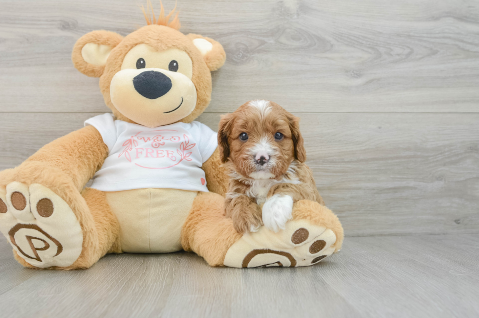 6 week old Cavapoo Puppy For Sale - Pilesgrove Pups