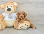 8 week old Cavapoo Puppy For Sale - Pilesgrove Pups