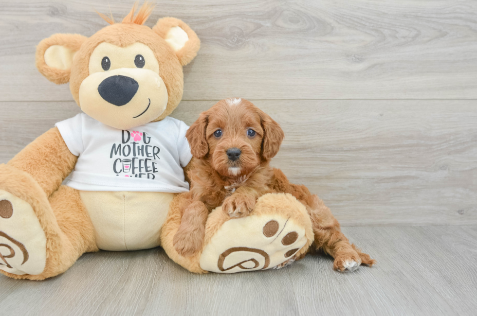 7 week old Cavapoo Puppy For Sale - Pilesgrove Pups