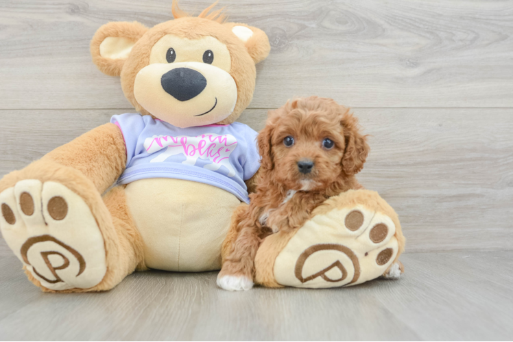 Cavapoo Puppy for Adoption