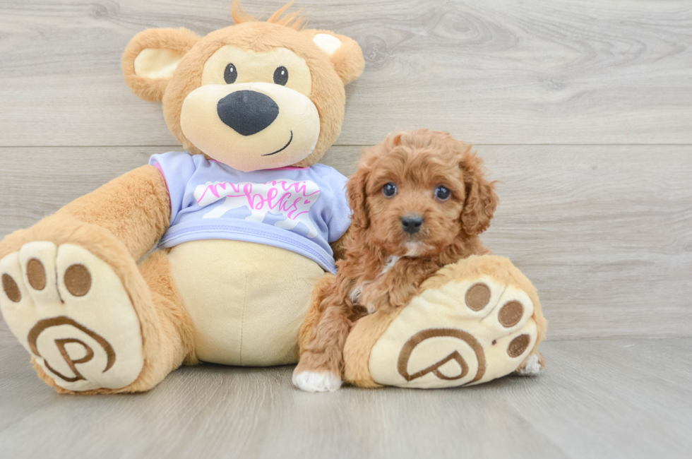 6 week old Cavapoo Puppy For Sale - Pilesgrove Pups