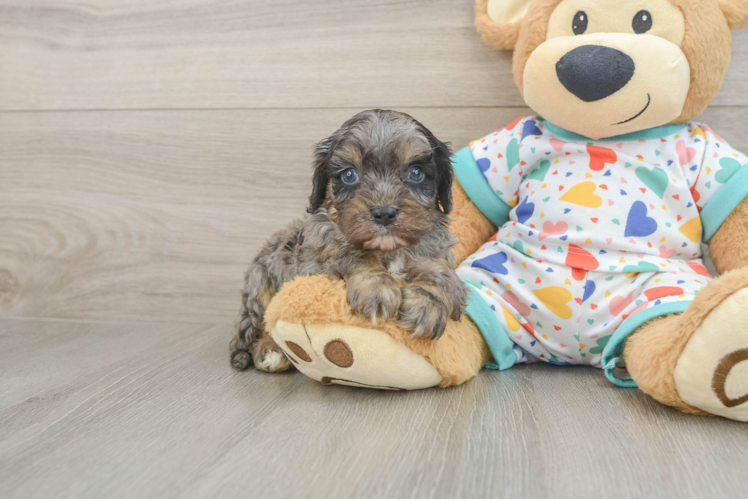 Cavapoo Puppy for Adoption