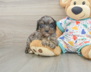 8 week old Cavapoo Puppy For Sale - Pilesgrove Pups