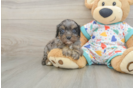 Cavapoo Puppy for Adoption