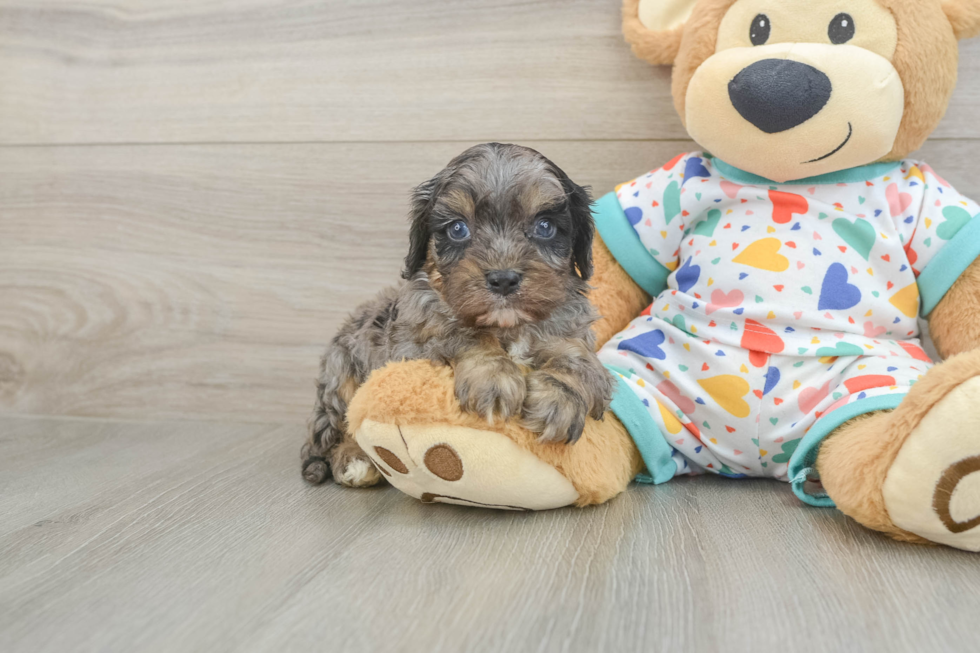 Cavapoo Puppy for Adoption