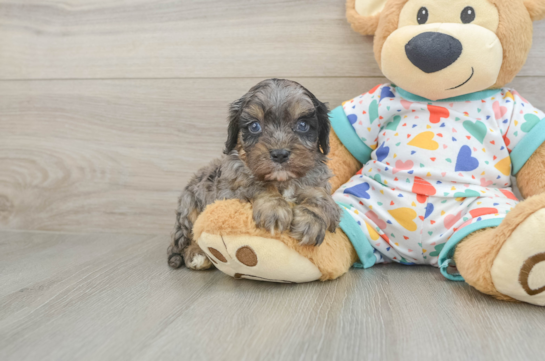 Cavapoo Puppy for Adoption
