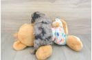 Cavapoo Puppy for Adoption