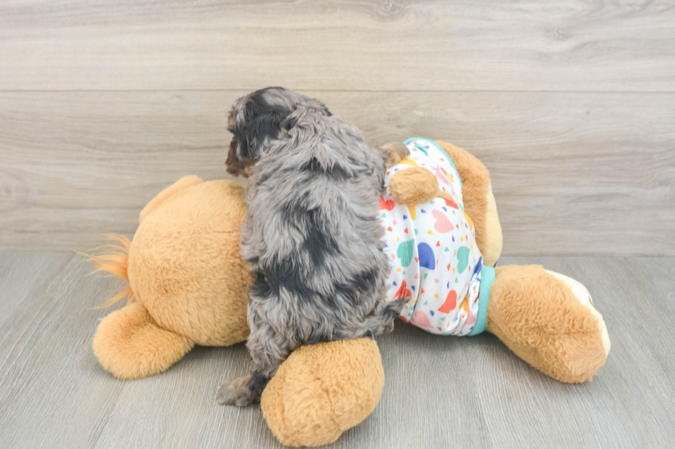 Cavapoo Puppy for Adoption