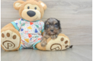 Little Cavipoo Poodle Mix Puppy