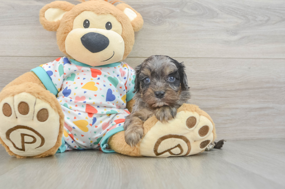Little Cavipoo Poodle Mix Puppy