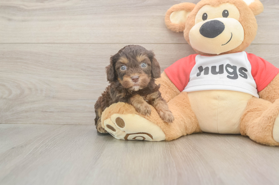 5 week old Cavapoo Puppy For Sale - Pilesgrove Pups
