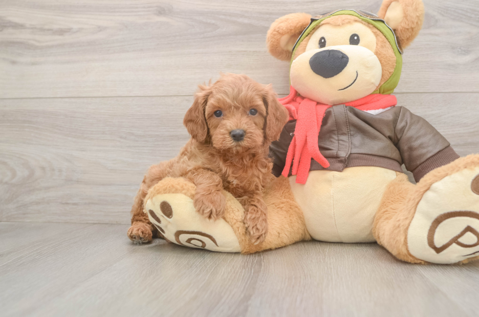 5 week old Cavapoo Puppy For Sale - Pilesgrove Pups