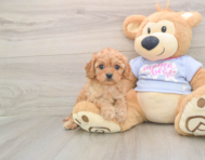 6 week old Cavapoo Puppy For Sale - Pilesgrove Pups