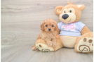 Friendly Cavapoo Baby