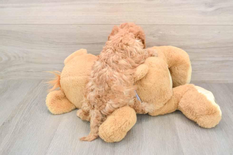 Adorable Cavalier King Charles Spaniel and Poodle Mix Poodle Mix Puppy