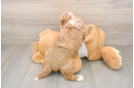 Best Cavapoo Baby