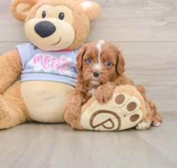 5 week old Cavapoo Puppy For Sale - Pilesgrove Pups