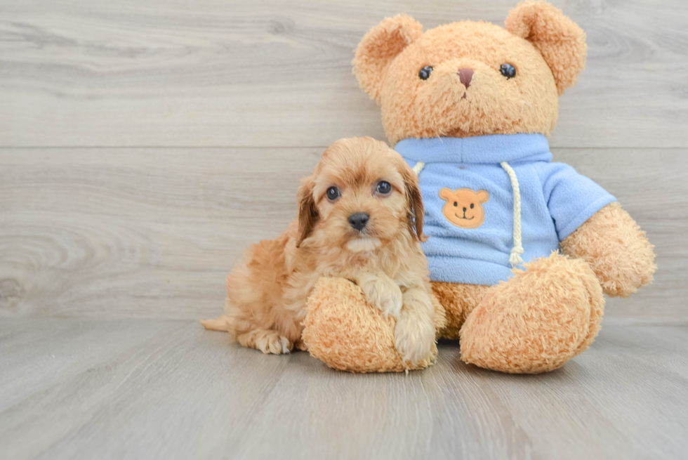 Cavapoo Pup Being Cute