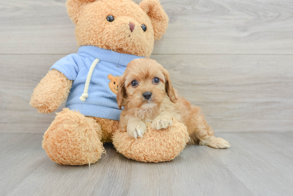 Cavapoo Pup Being Cute