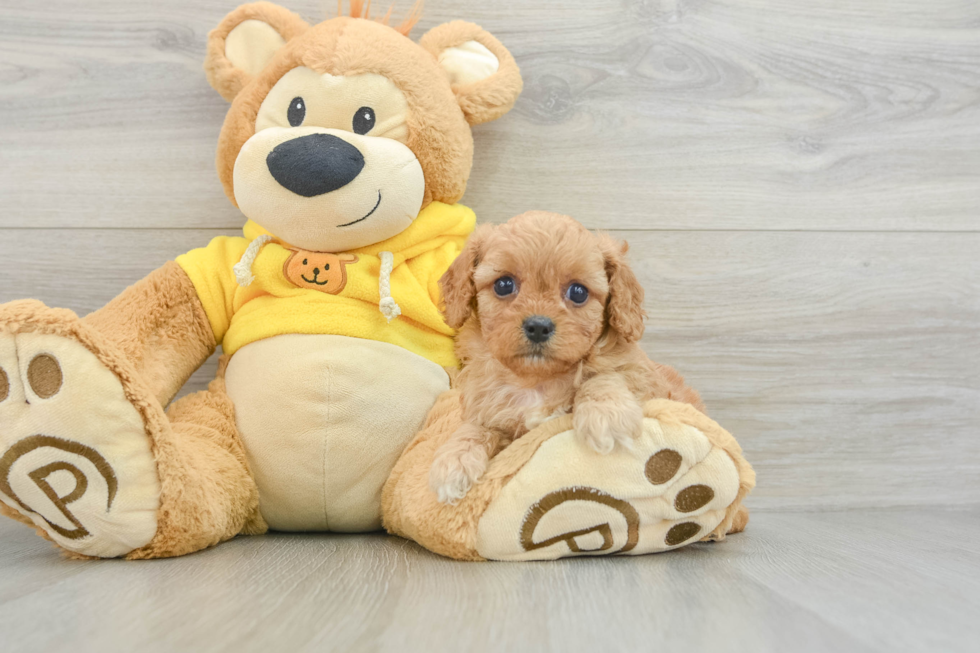 Playful Cavapoodle Poodle Mix Puppy