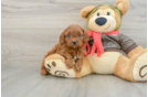 Cavapoo Pup Being Cute