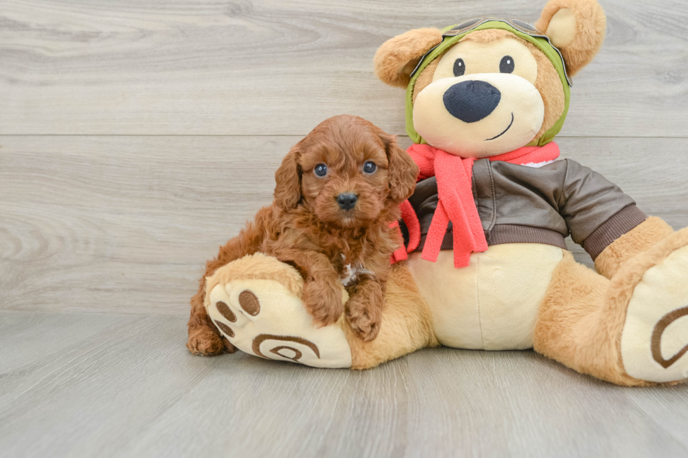 Cavapoo Pup Being Cute