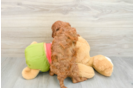 Cavapoo Pup Being Cute