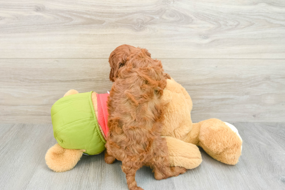 Cavapoo Pup Being Cute