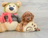 8 week old Cavapoo Puppy For Sale - Pilesgrove Pups