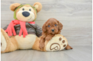 Cavapoo Puppy for Adoption