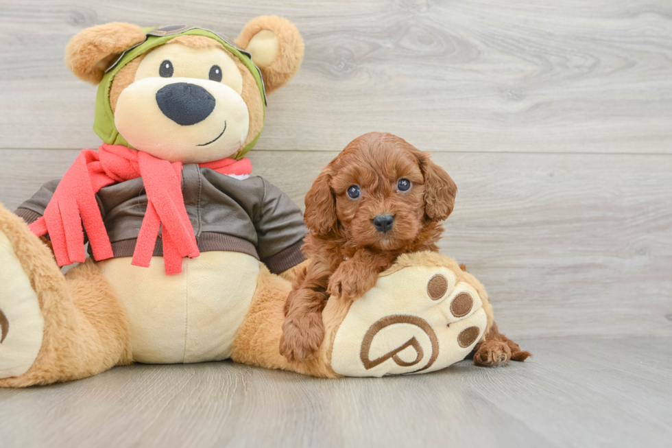 Cavapoo Puppy for Adoption