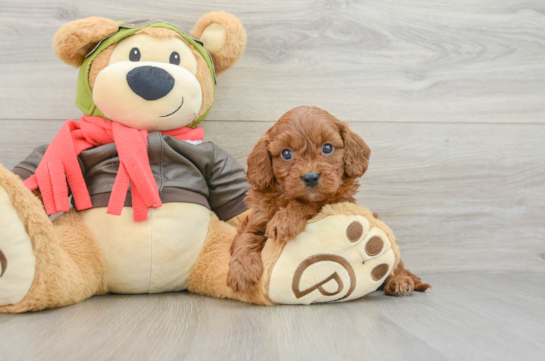 Cavapoo Puppy for Adoption