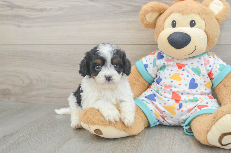 6 week old Cavapoo Puppy For Sale - Pilesgrove Pups