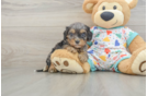 Cavapoo Pup Being Cute